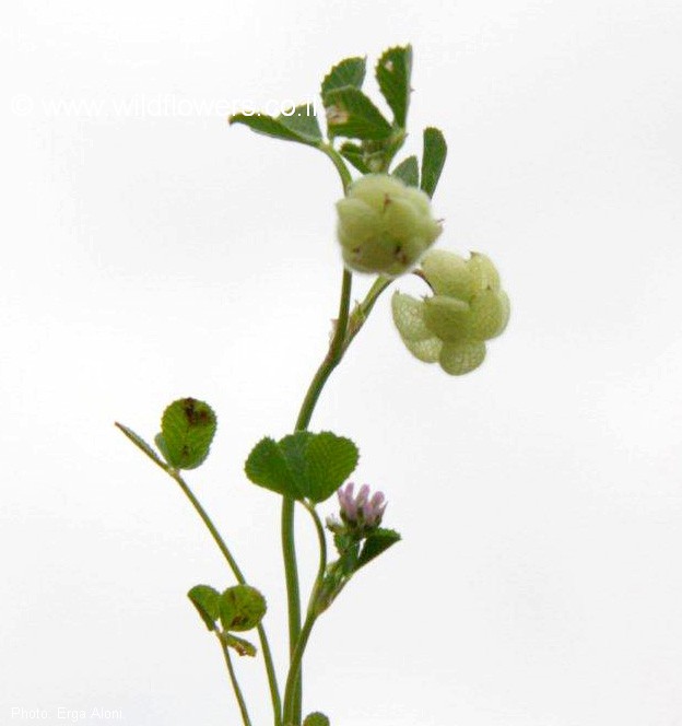 Trifolium bullatum